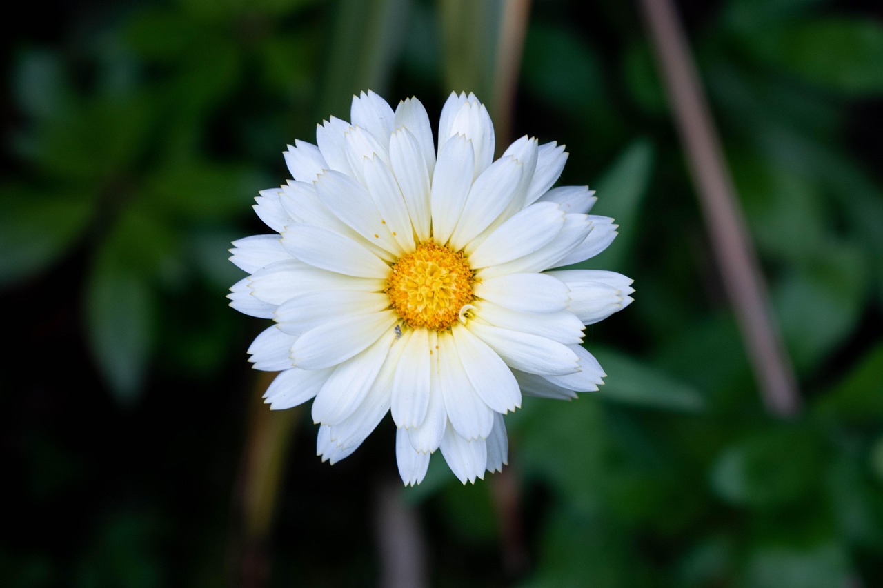 Calendula Extract